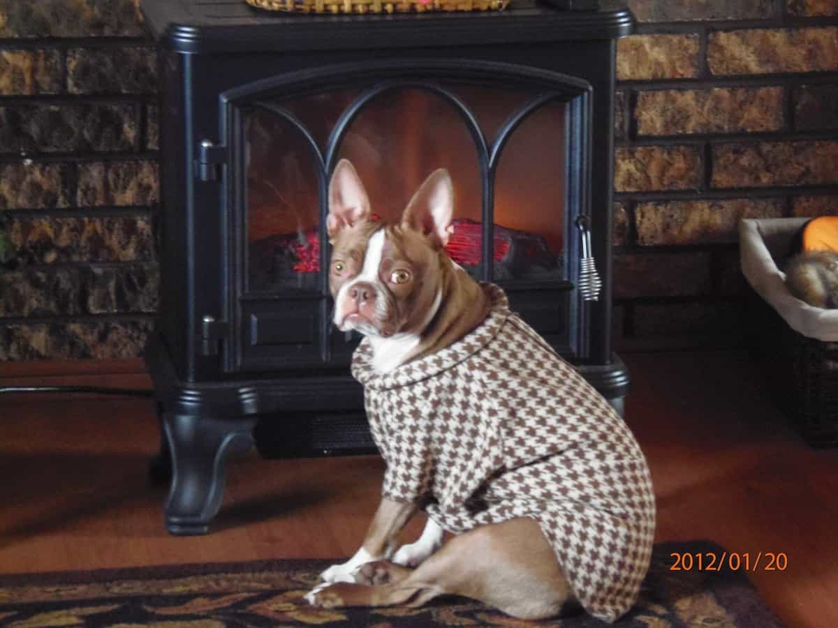 Funny Brown and White Boston Terrier Nutmeg