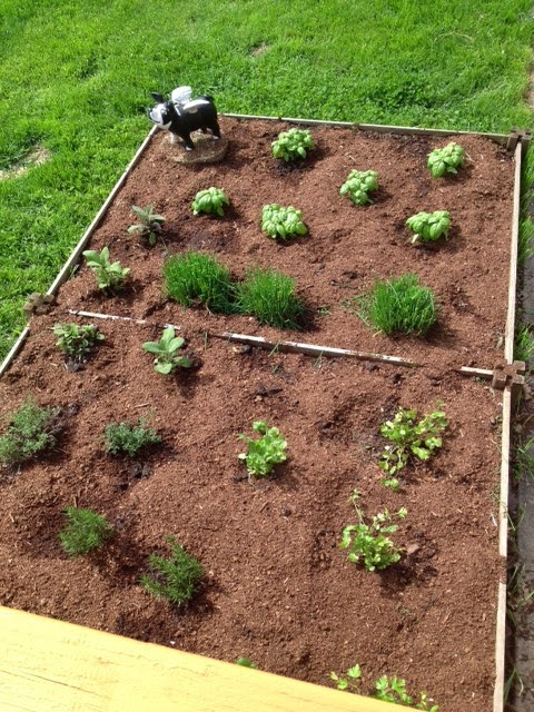 Freshly planted herb garden