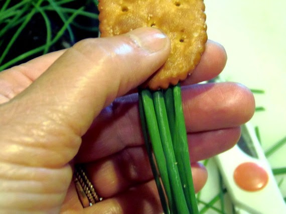 A hand holding a cracker and some chives.