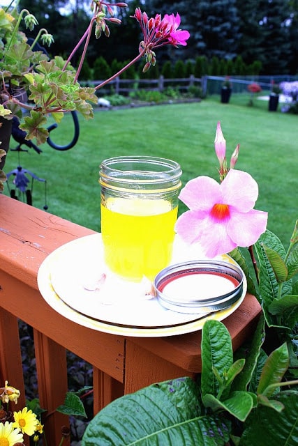Garlic Ghee in a backyard setting with tropical pink flowers.