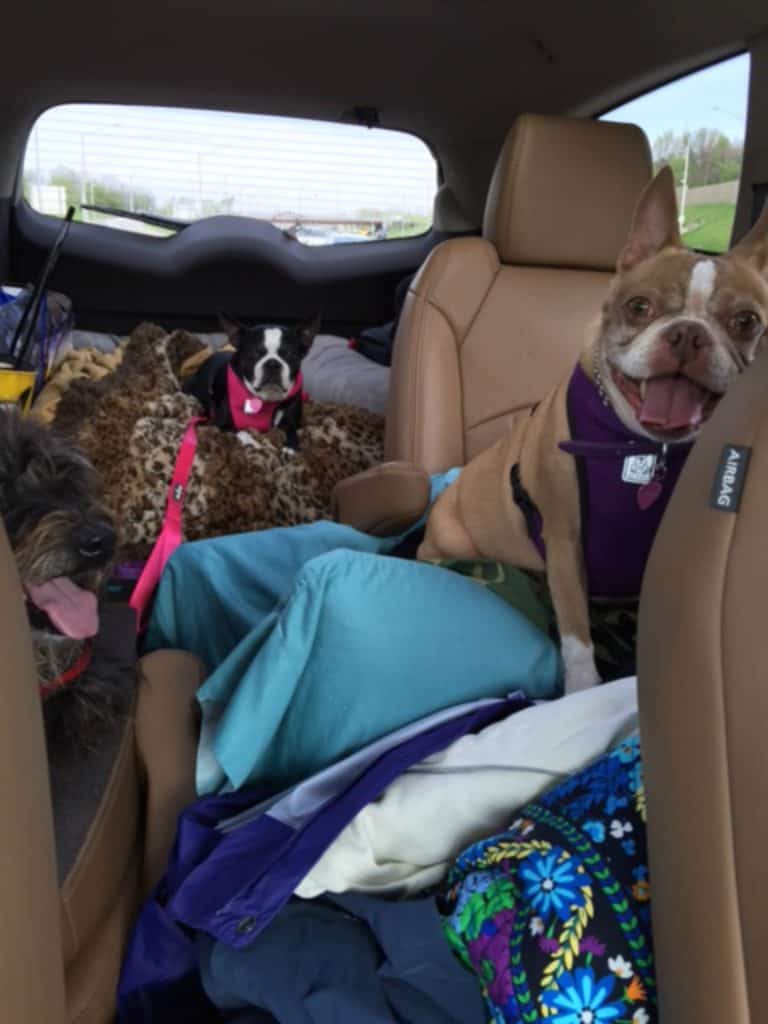 Three dogs going on vacation.