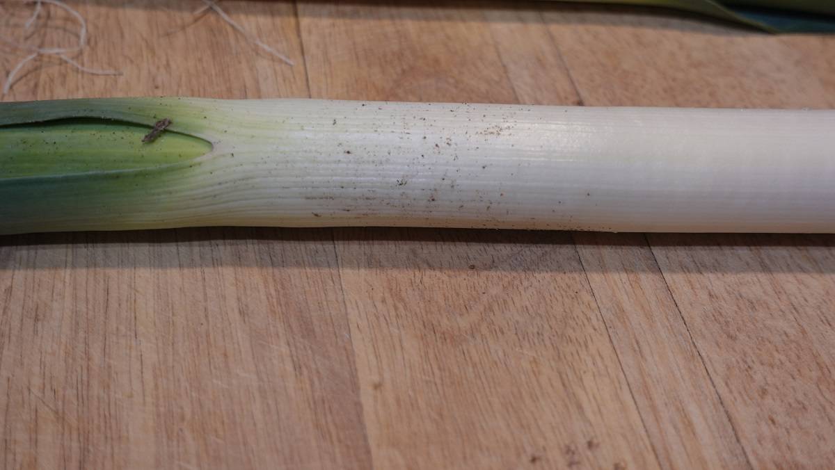 Image of a dirty leek before cutting and washing.