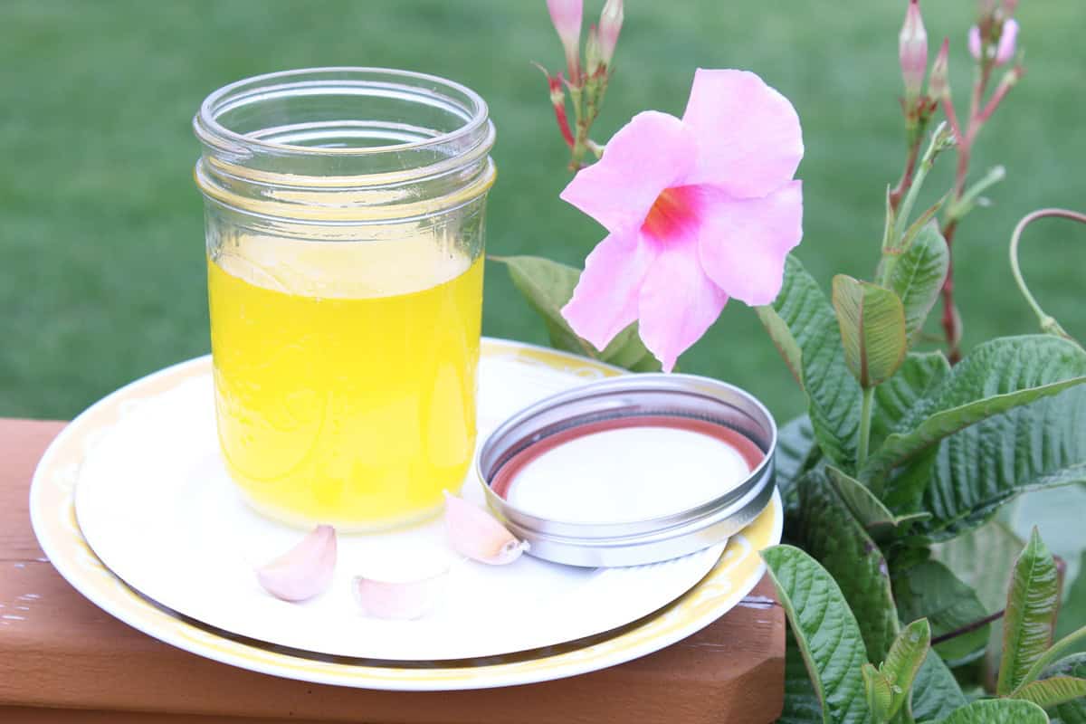 Garlic Ghee is more like liquid sunshine. Fill me up butter-cup! - Kudos Kitchen by Renee A jar of golden garlic ghee with the lid taken off sitting on a plate outside.